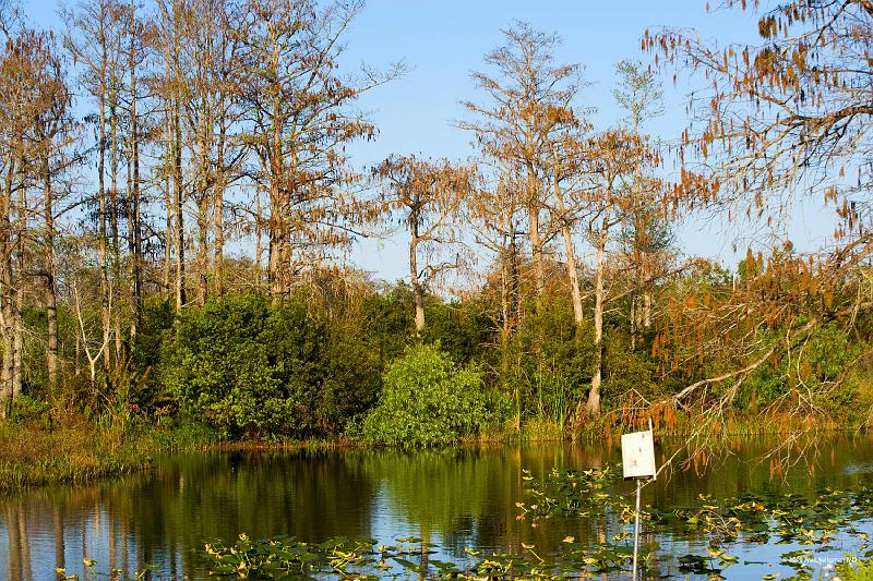 20090220_171223 D3 P1 510xx3400 srgb.jpg - Loxahatchee National Wildlife Preserve